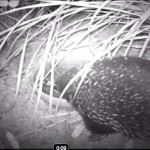 Echidna drinking past bedtime