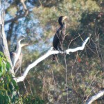 Cormorants and a Heron