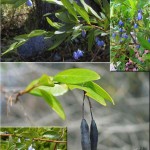 Blue Bell Creeper (Sollya heterophylla) weed