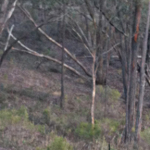Welcome to the Chewton Bushlands Association website