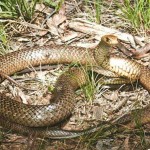 Common Brown Snake. Photo by Peter Robertson © Museum Victoria
